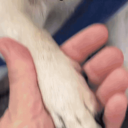 💔 Du ska inte behöva vara rädd för att klippa hundens klor